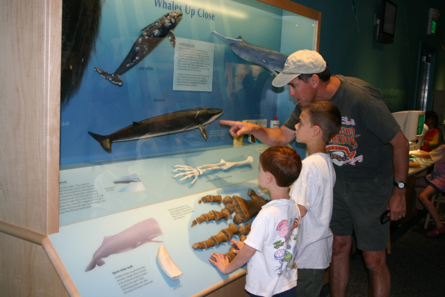 Upcoming and Incoming: Fish Feeding at Crab Cove Visitor Center