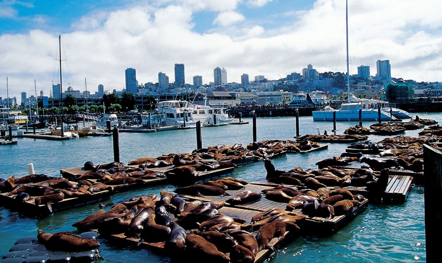 Fisherman's Wharf, San Francisco, CA - California Beaches